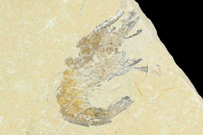 Cretaceous Fossil Shrimp - Lebanon #123939